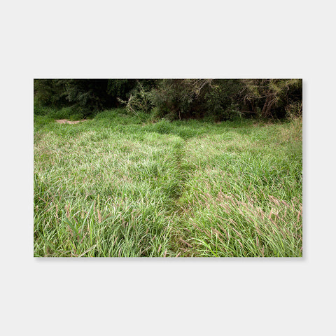 Artsuite - Susan Harbage Page - Path in a field of high grass leading up to the cement border wall - Photography - Edition 1 of 5 - 44" x 60" - Border Works - The eleven year U.S.–Mexico Border Project touches on many topics including gender, immigration, and migration, and rethinks the ways in which we look at diversity, identity, and difference. Path in a field of high grass leading up to the cement border wall.